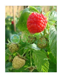 GOLDEN BLISS FRAMBOISE JAUNE REFLEURISSANT GOLDEN BLISS FRAMBOISE JAUNE REFLEURISSANT